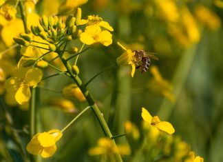 Adipo Extreme’in İçerikleri adipoturkiye6
