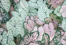 Erva Botanik ile Bahçeciliğin Yeni Trendleri: Siyah Gül Fidanı ve Açık Kök Muz Fidanı ervabotanik1